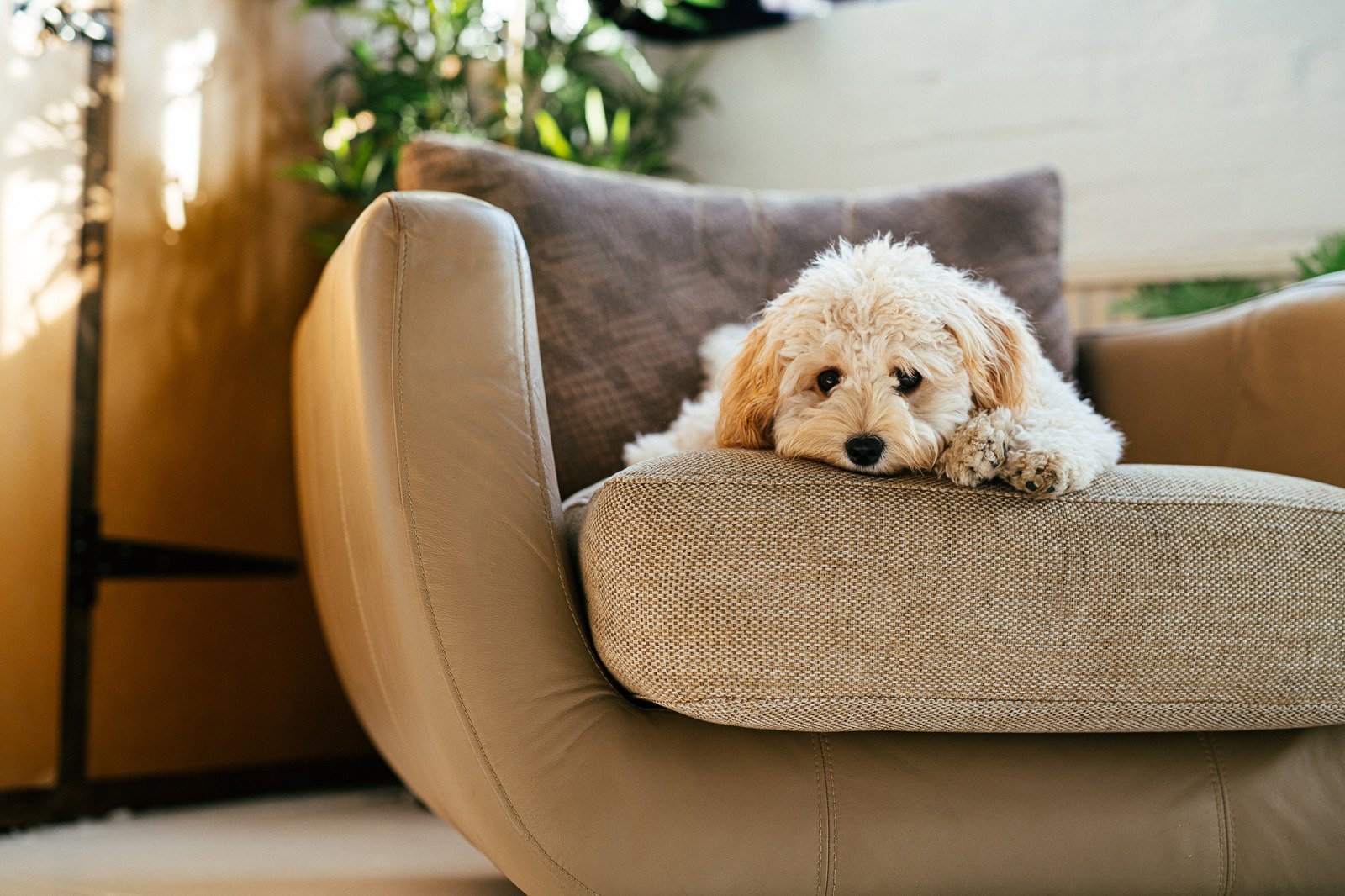 beżowa sofa, pies na sofie