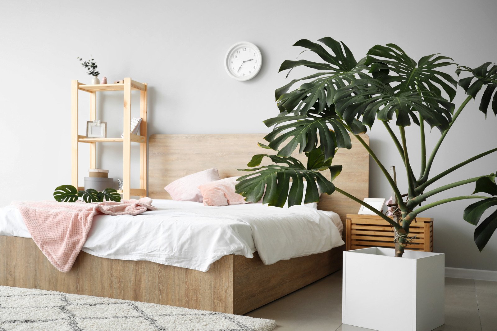 monstera, drewniane łóżko, białe ściany w sypialni